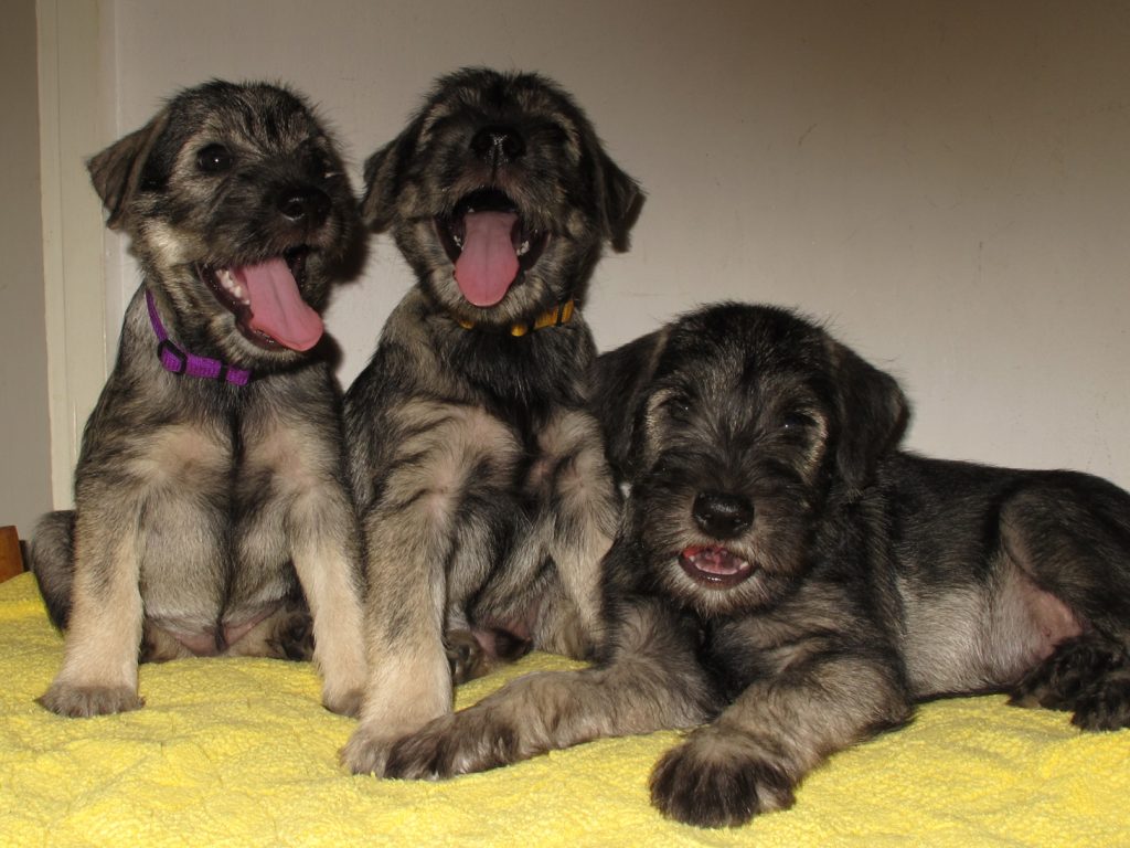 Kennel Von Tut Gut B litter puppies