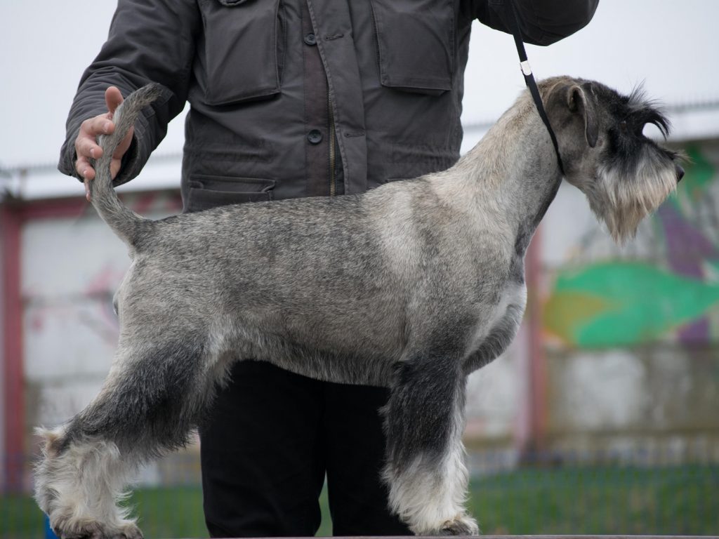 Kennel females: Ch Duci